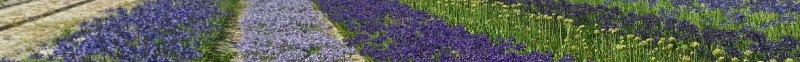 Agapanthus